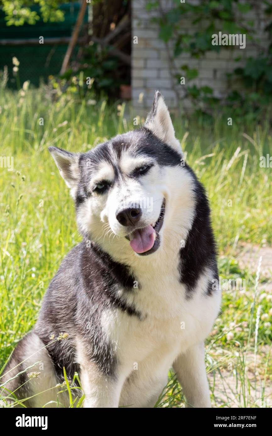Foto il husky siberiano sporge la lingua e sorride per strada Foto Stock
