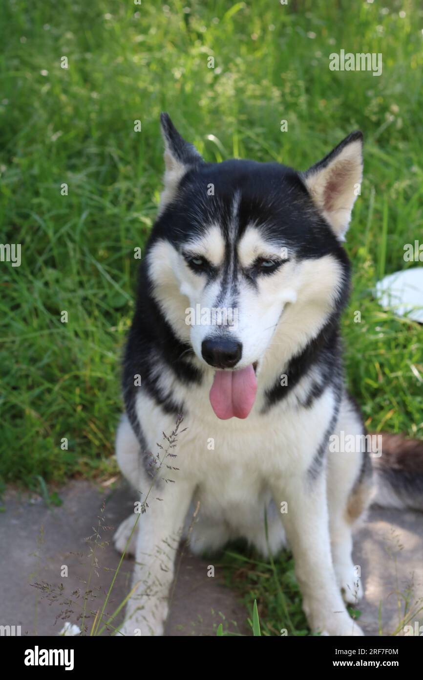Foto di un Husky siberiano che sporge la lingua sull'erba Foto Stock