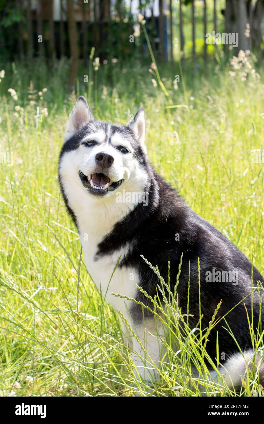 Foto husky siberiano sorridente e seduto sull'erba verde Foto Stock