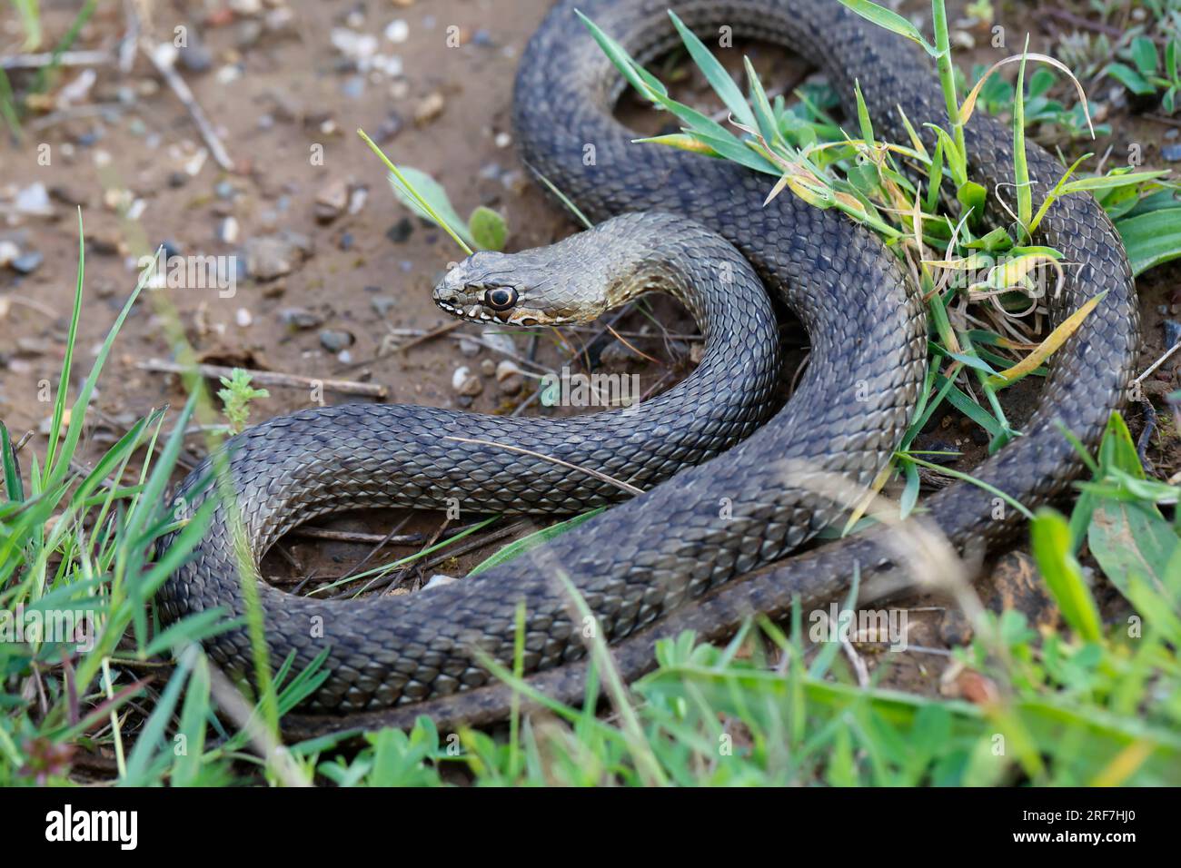 Östliche Eidechsennatter, Eidechsennatter, Eidechsen-Natter, Malpolon insignitus, Malpolon insignitus fuscus, Malpolon monspessulana insignitus, Easte Foto Stock