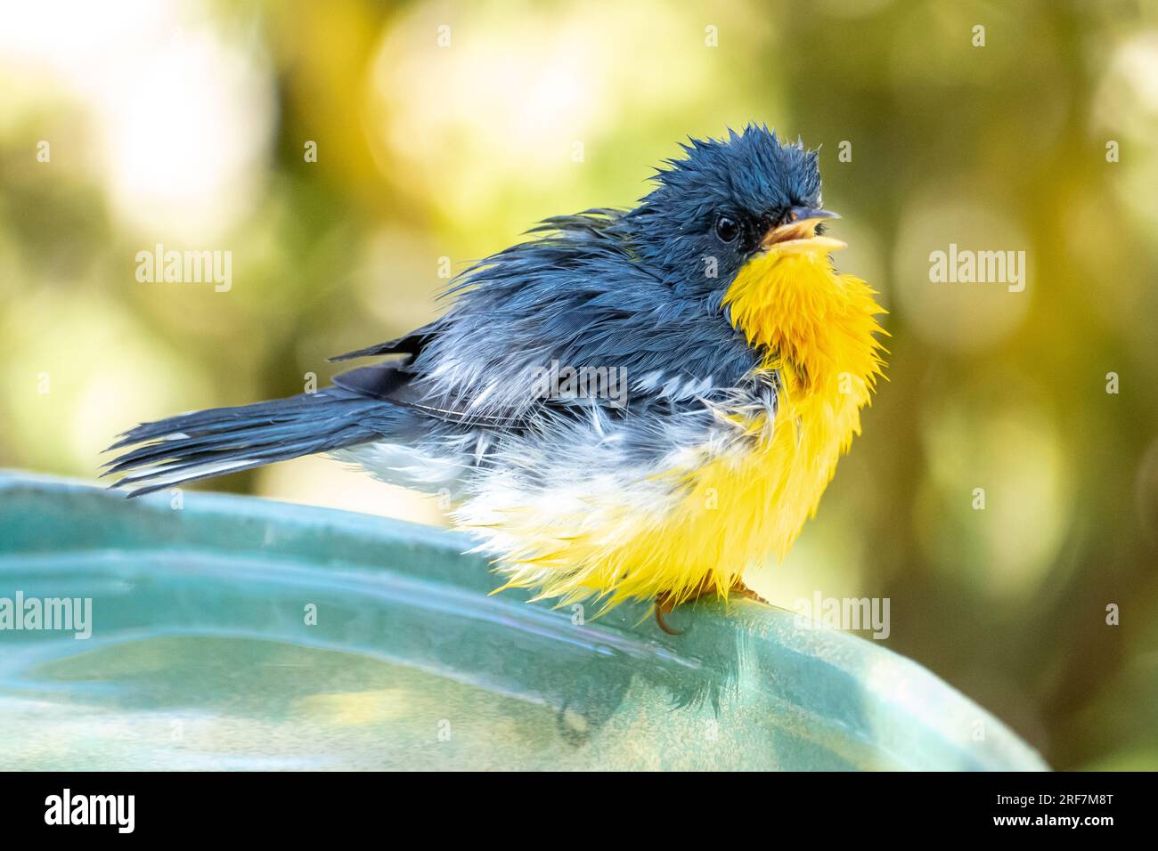 Parula tropicale (Setophaga pitiayumi) è un piccolo guerrieri del nuovo mondo. È un piccolo uccello passerino. Foto Stock