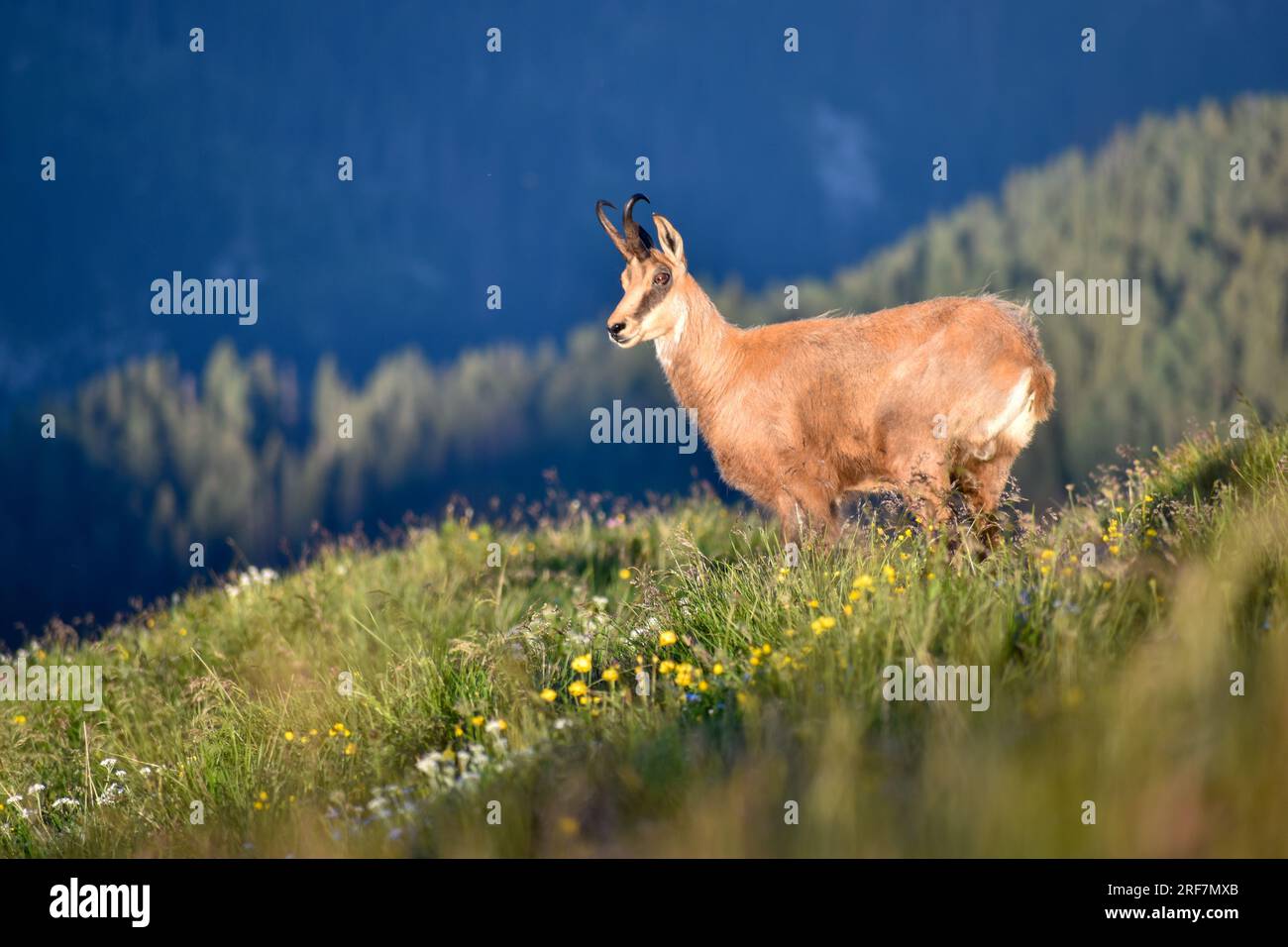 Camoscio alpino selvaggio (Rupicapra rupicapra) nel parco nazionale di Berchtesgaden, baviera, Germania Foto Stock