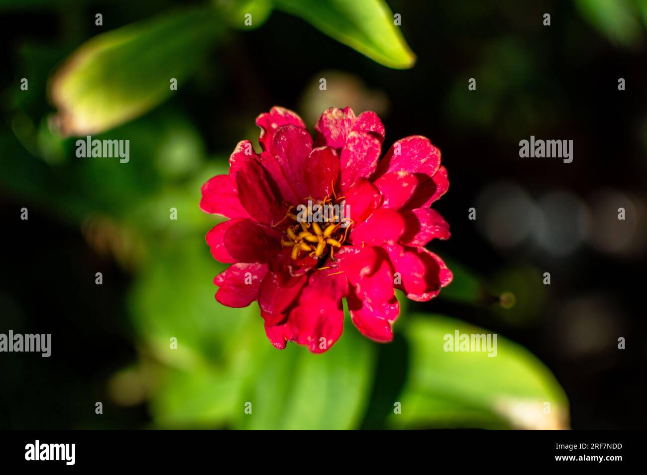 Primo piano di una Zinnia comune rossa Foto Stock