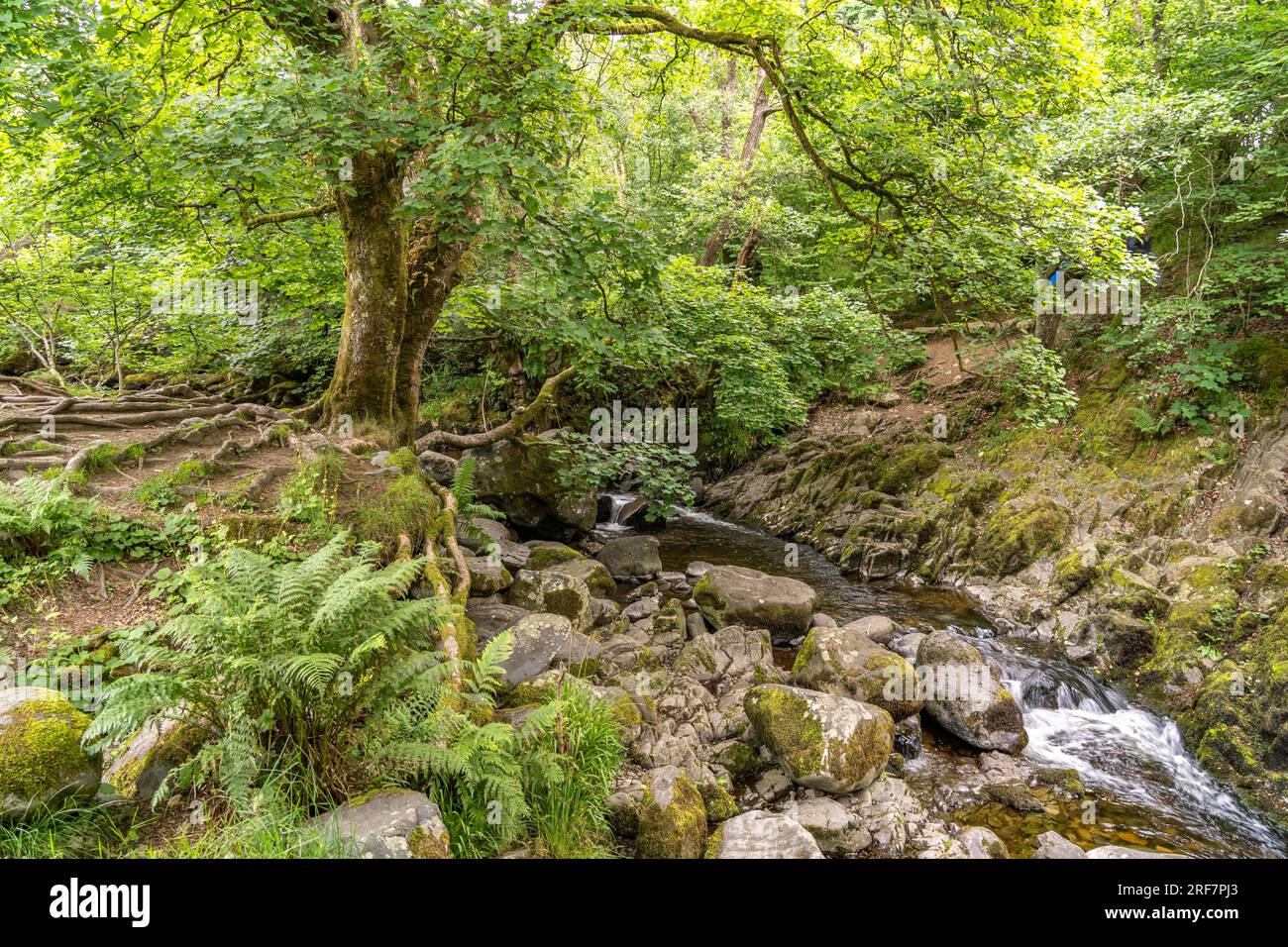 AM Fluss Aira Beck im Lake District, England, Großbritannien, Europa | Aira Beck River at Lake District, Inghilterra, Regno Unito di Gran Bretagna, Foto Stock