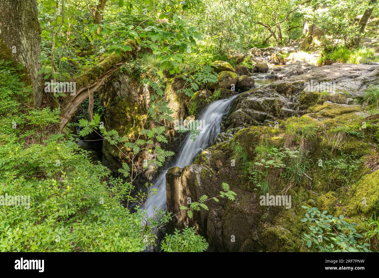 Wasserfall am Fluss Aira Beck im Lake District, England, Großbritannien, Europa | Aira Beck River Waterfall at Lake District, England, United Kingd Foto Stock