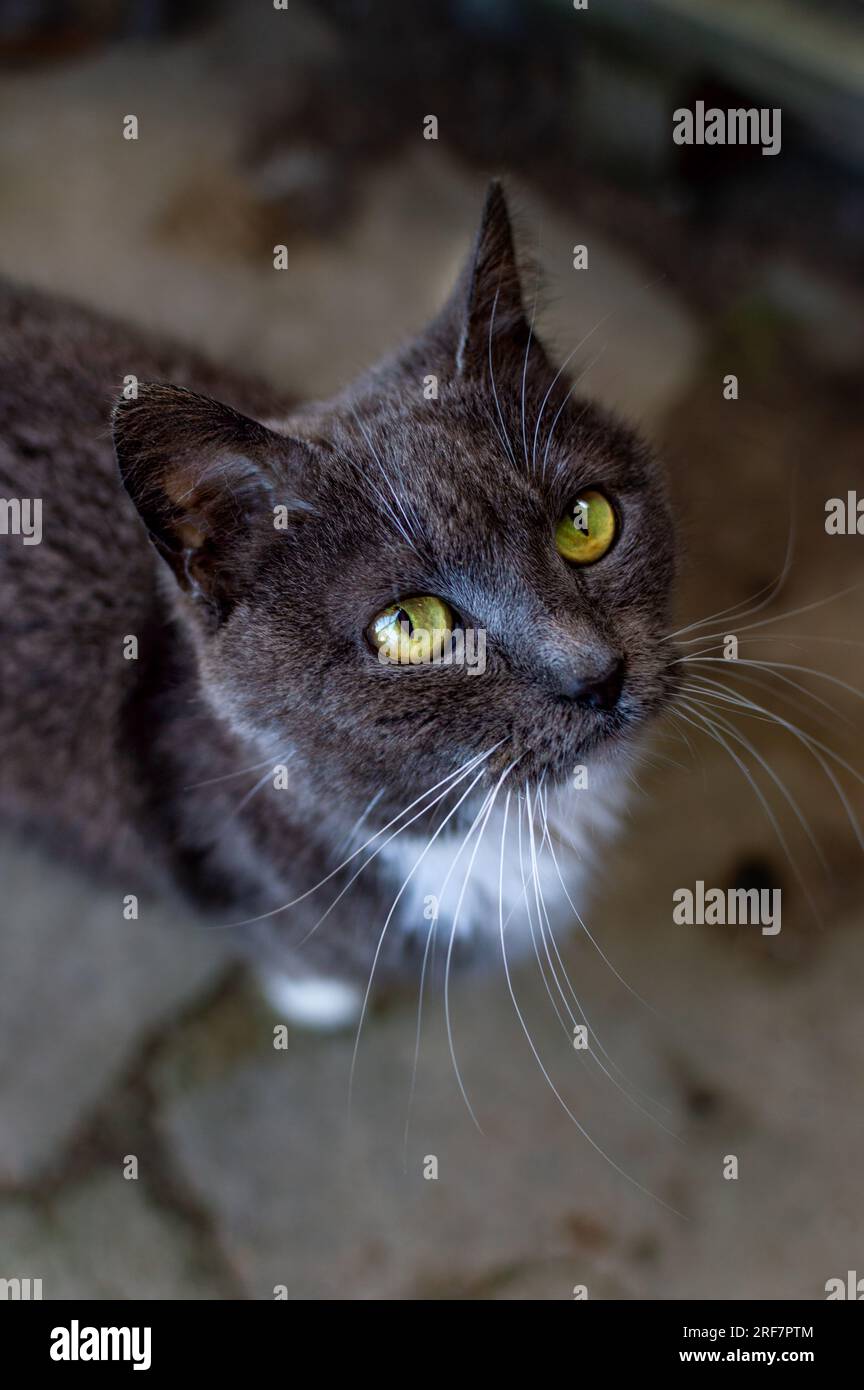 Un primo piano di una femmina Chartreux Cat di razza pura Foto Stock