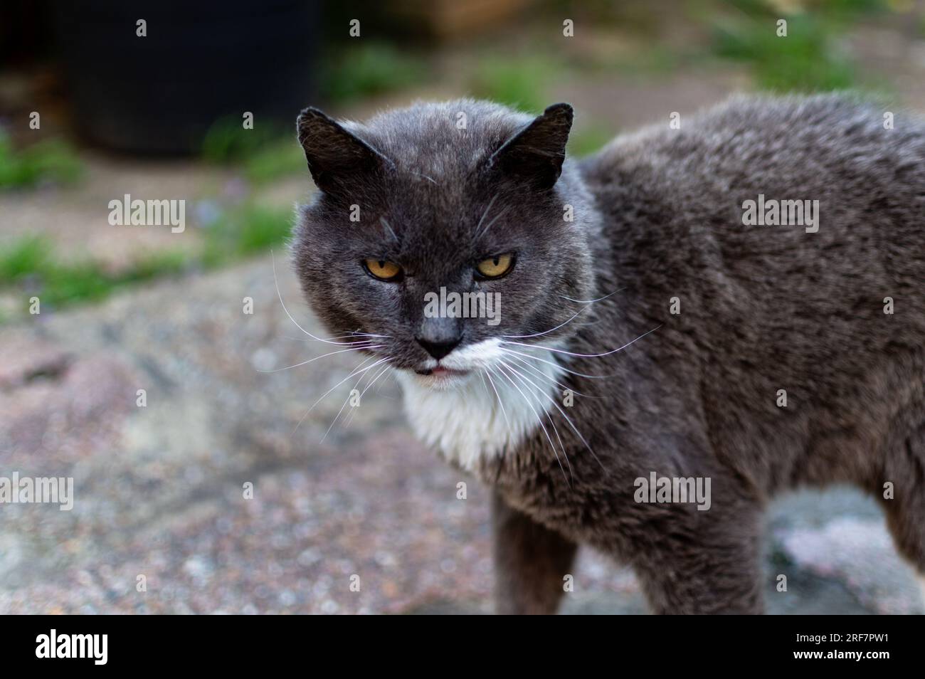 Primo piano del volto di un gatto Chartreux maschio di razza con un petto bianco Foto Stock
