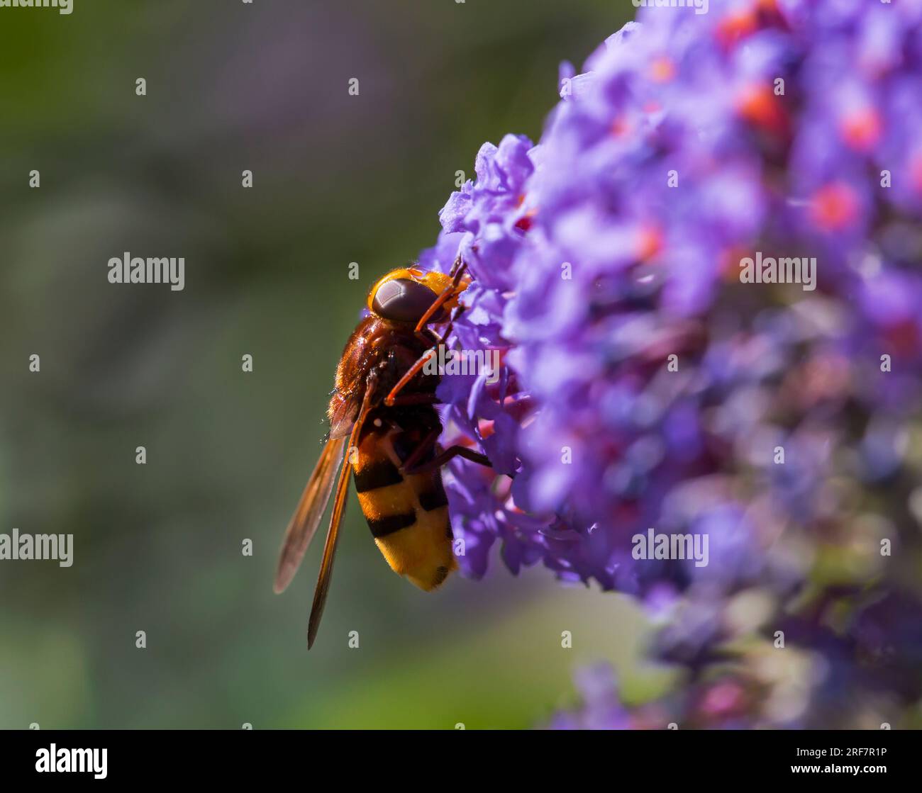 Hornet imita l'hoverfly, Volucella Zonaria, che si nutre del fiore di buddleia in giardino nel Dorset UK a luglio, noto anche come hoverfly con cintura Foto Stock