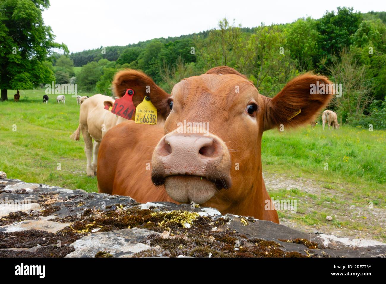 Mucca da latte frisone britannica che guarda su un muro alla telecamera. Foto Stock