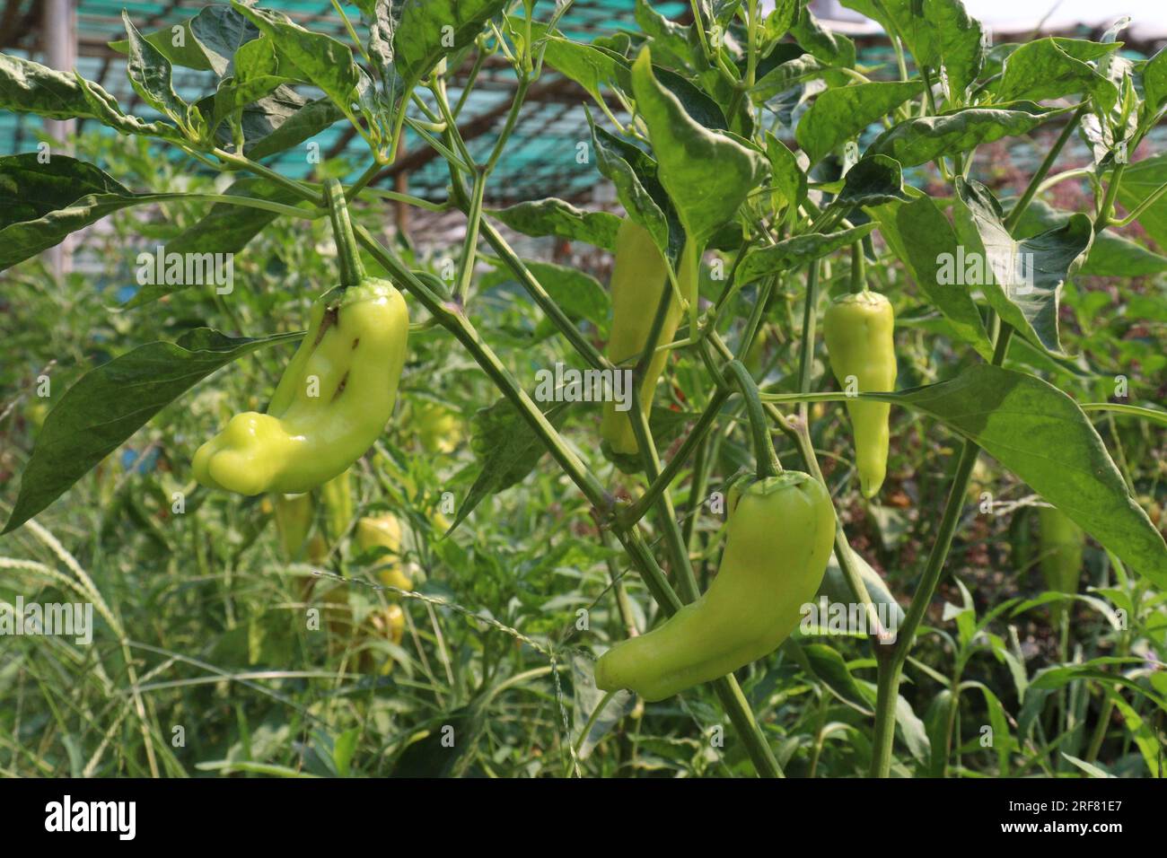 Il peperoncino di banana è un membro di medie dimensioni della famiglia dei peperoncini che ha un sapore delicato e piccante Foto Stock