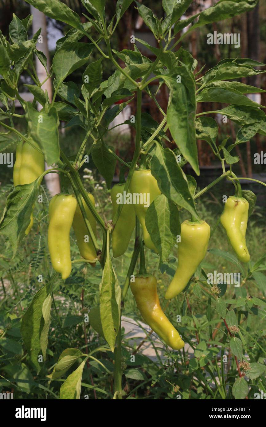 Il peperoncino di banana è un membro di medie dimensioni della famiglia dei peperoncini che ha un sapore delicato e piccante Foto Stock