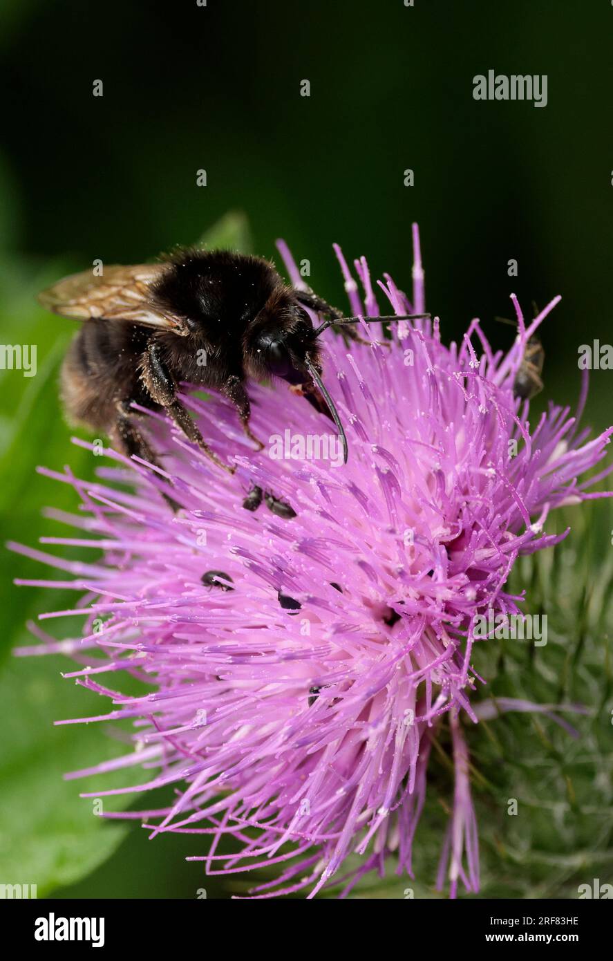 Ruderal bumblebee Bombus ruderatus, varietà melanica bumblebee nero su floret viola, peli di zenzero da mandibola bande grigie addominali soleggiate in estate Foto Stock