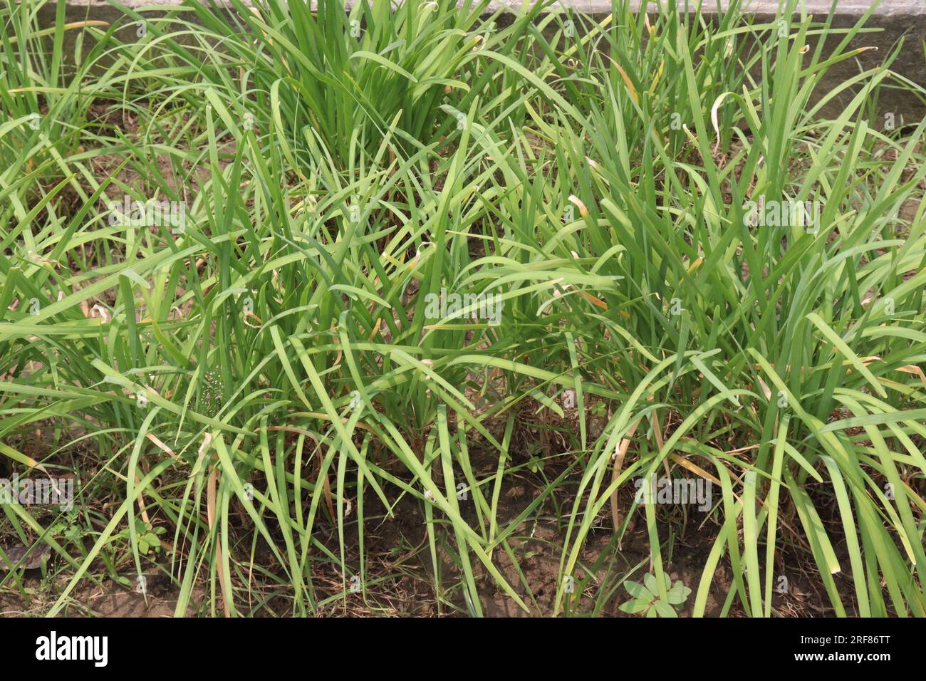 L'aglio l'erba cipollina la pianta dei fiori in azienda per la raccolta sono colture da contante Foto Stock