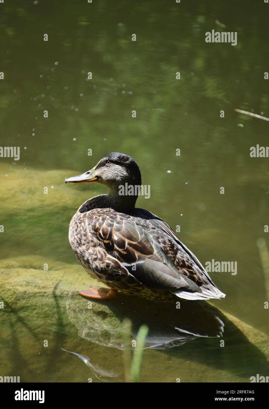 anatra Foto Stock