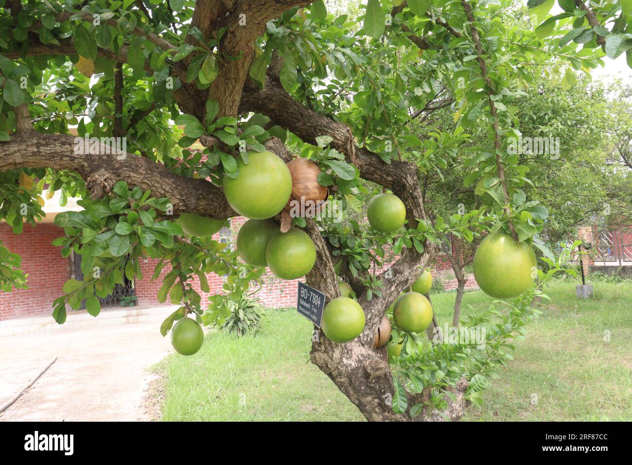 L'albero di calabash con frutta in giardino per fiori non c'è bisogno di mangiare sono colture da contante Foto Stock