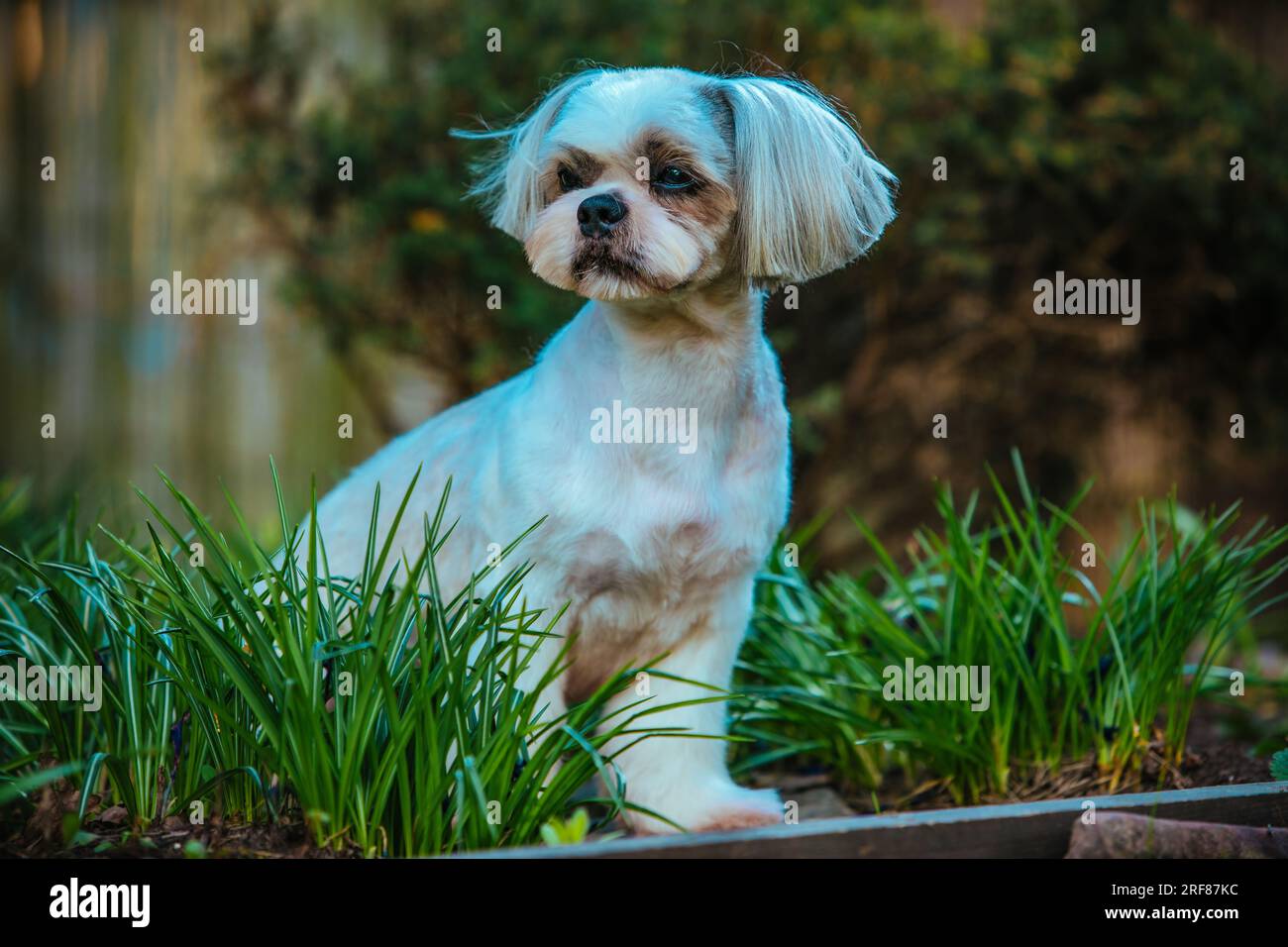 Shih tzu cane seduto sull'erba in giardino Foto Stock