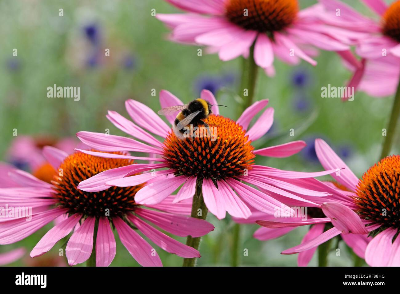 Un bumble dalla coda bianca sull'Echinacea purpurea "Rubinstern" in fiore Foto Stock