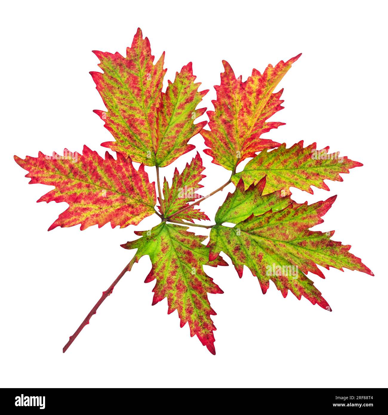 Foglia autunnale colorata isolata su sfondo bianco Foto Stock