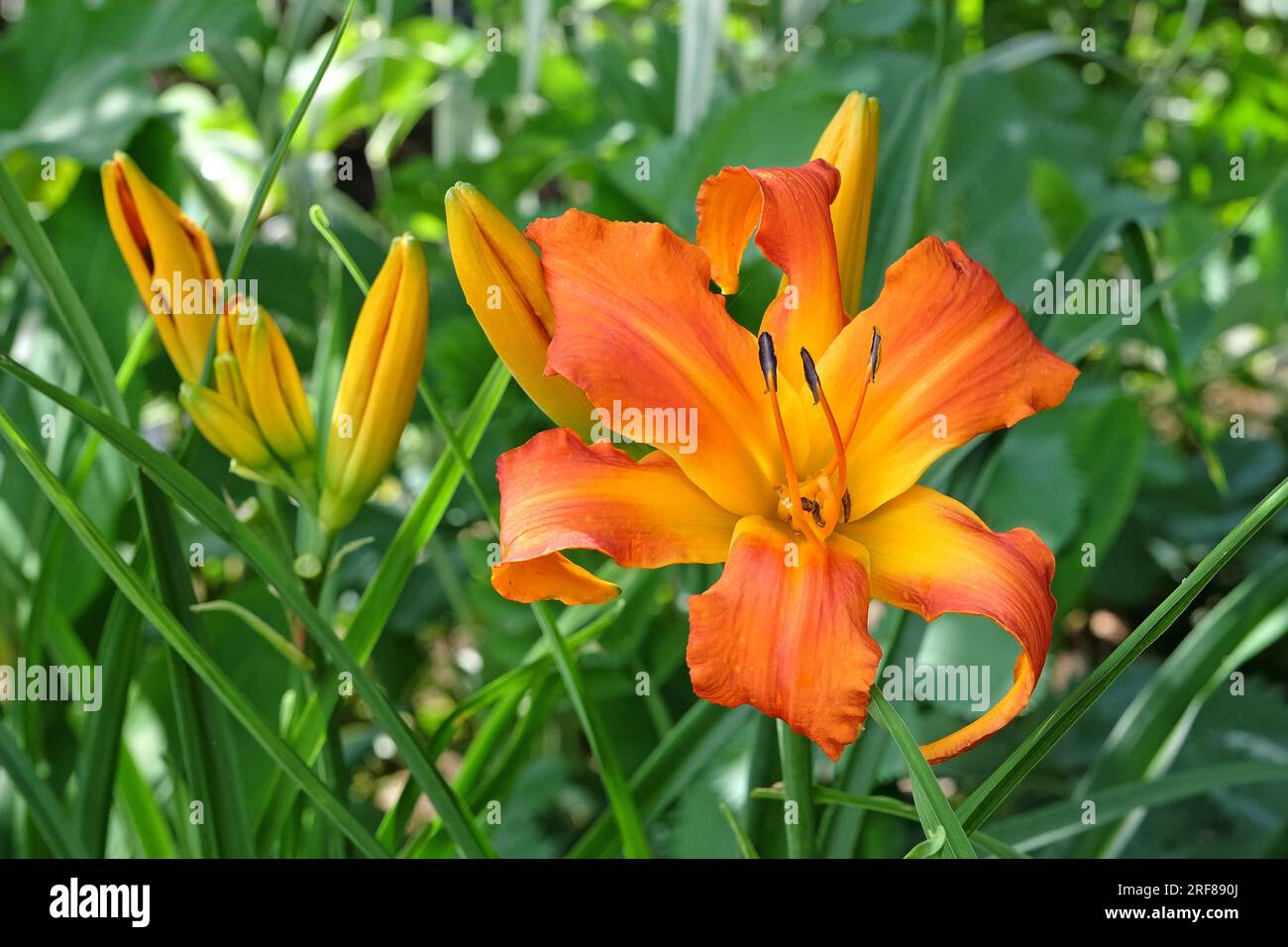 Hemerocallis "Primal Scream" in fiore. Foto Stock