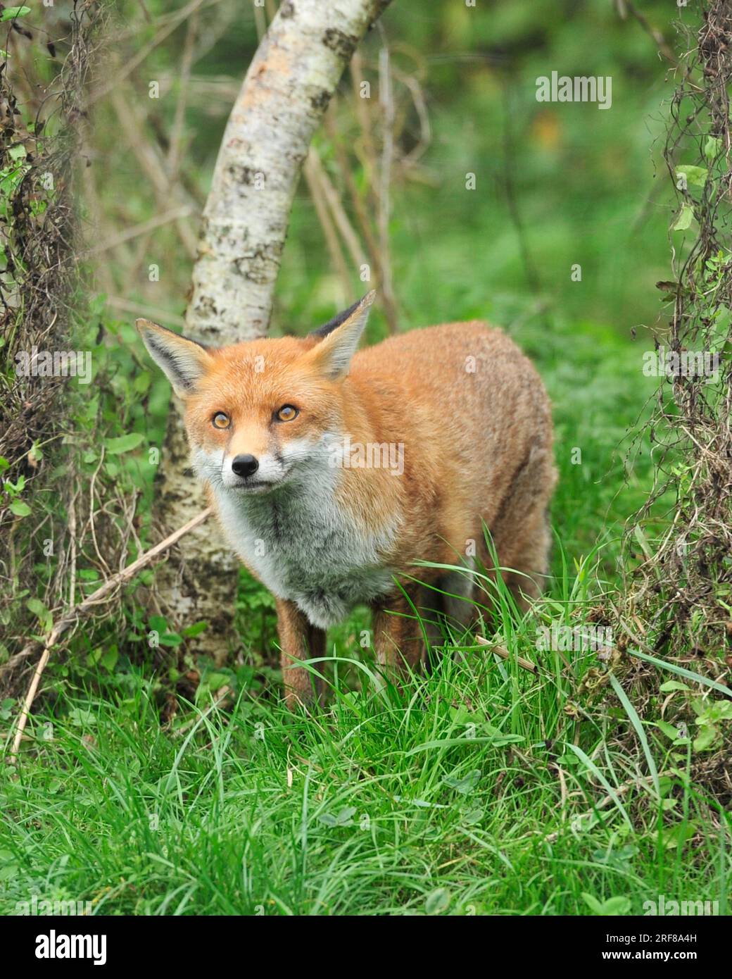 La Volpe rossa Vulpes vulpes Foto Stock