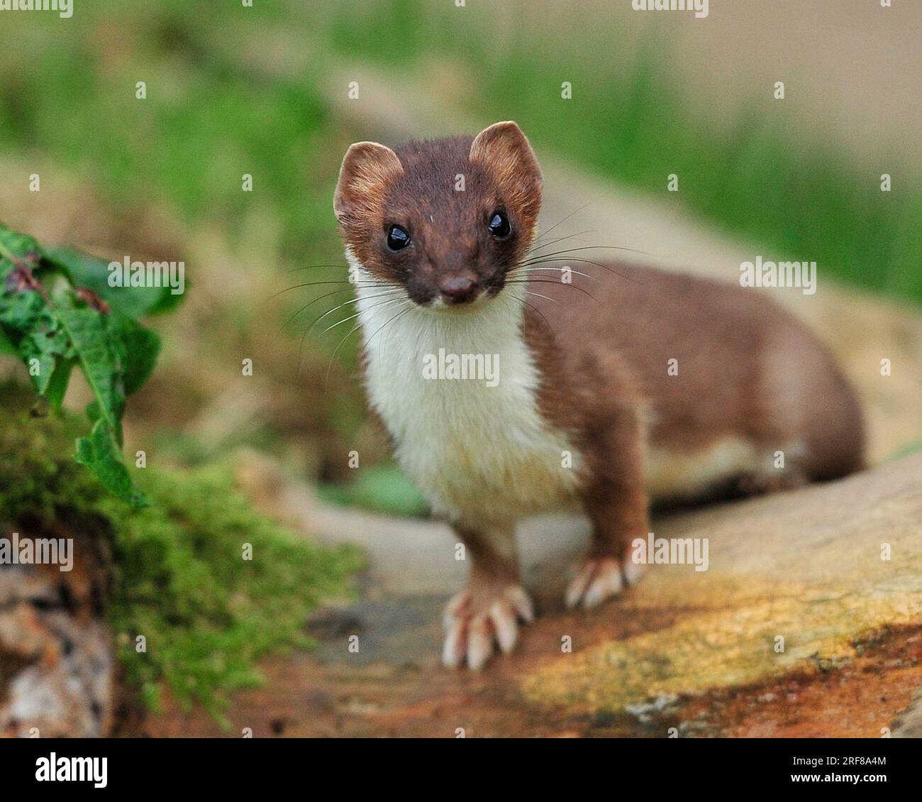 stoat che guarda la telecamera Foto Stock