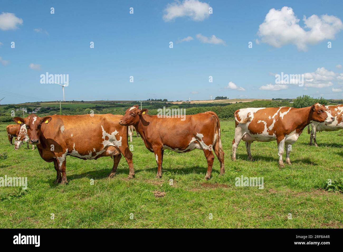 Mucche dell'Ayrshire che pascolano Foto Stock