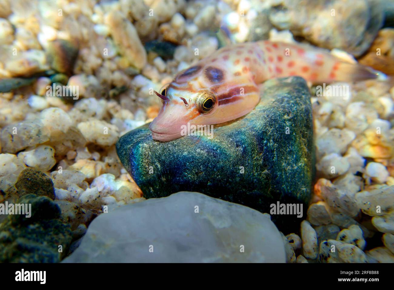 L'arcipelago costiero (Lepadogaster lepadogaster), immagine sottomarina nel mar Mediterraneo Foto Stock