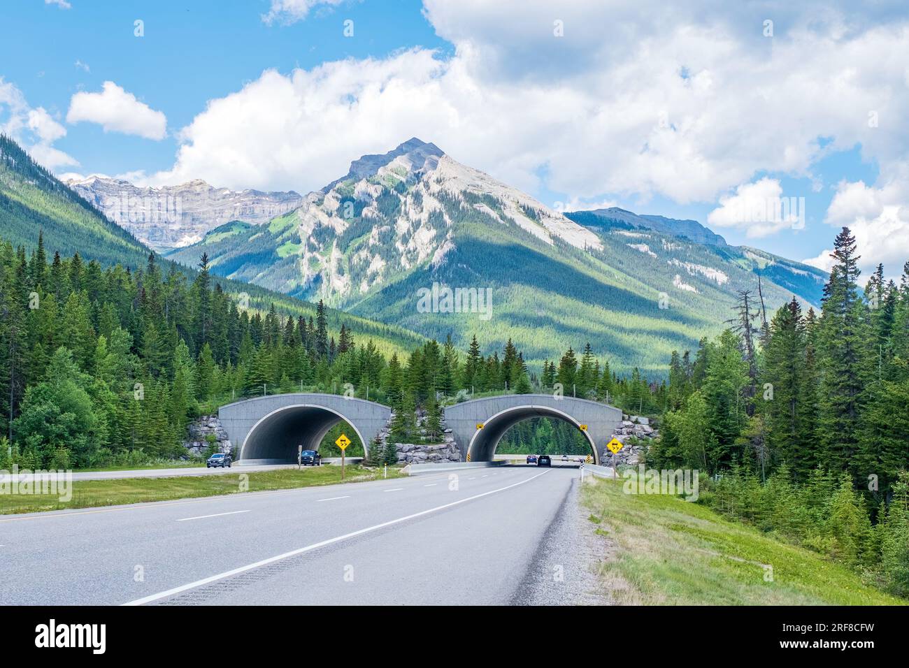 I cavalcavia sono stati costruiti attraverso l'autostrada nel Parco Nazionale di Banff per consentire alla fauna selvatica di attraversare la strada in modo sicuro per ridurre il numero di collisioni inv Foto Stock