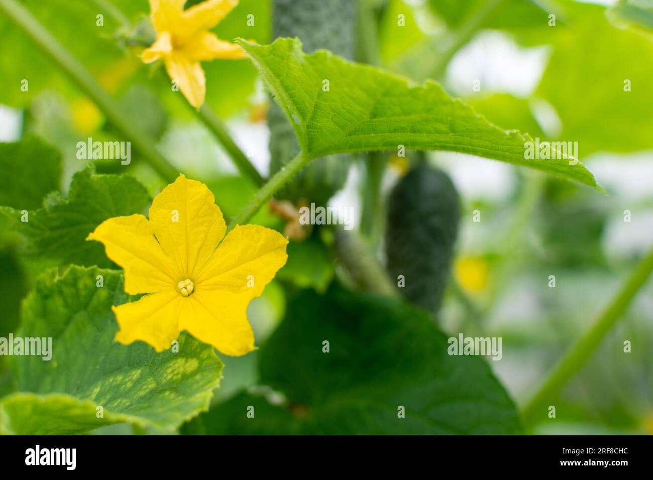 Nuovo fiore giallo brillante e cetriolo maturo che cresce sulla pianta sullo sfondo Foto Stock