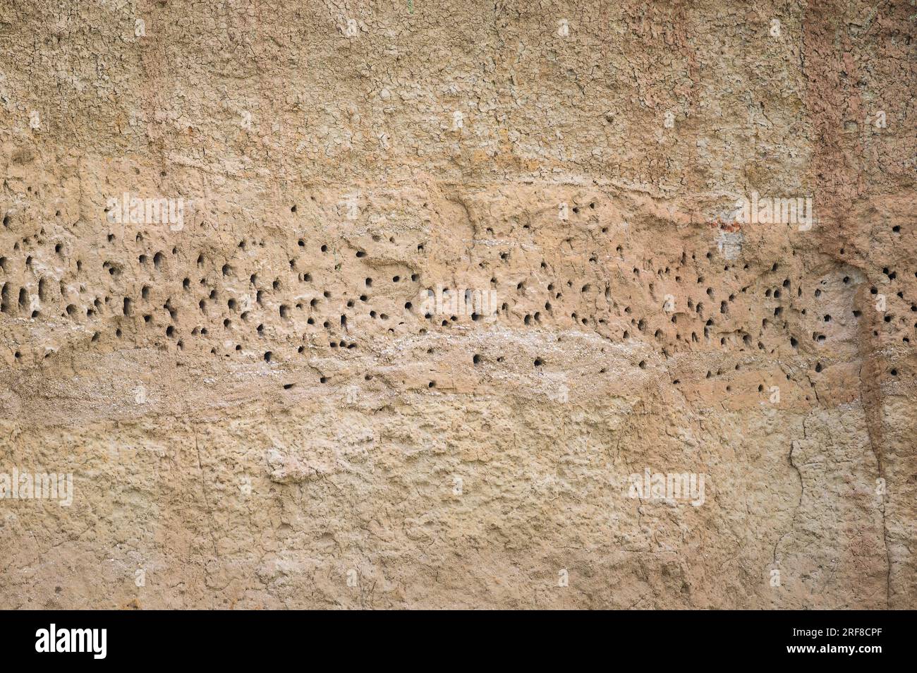 Piccoli buchi in un muro di arenaria di piccoli animali dell'africa orientale Foto Stock