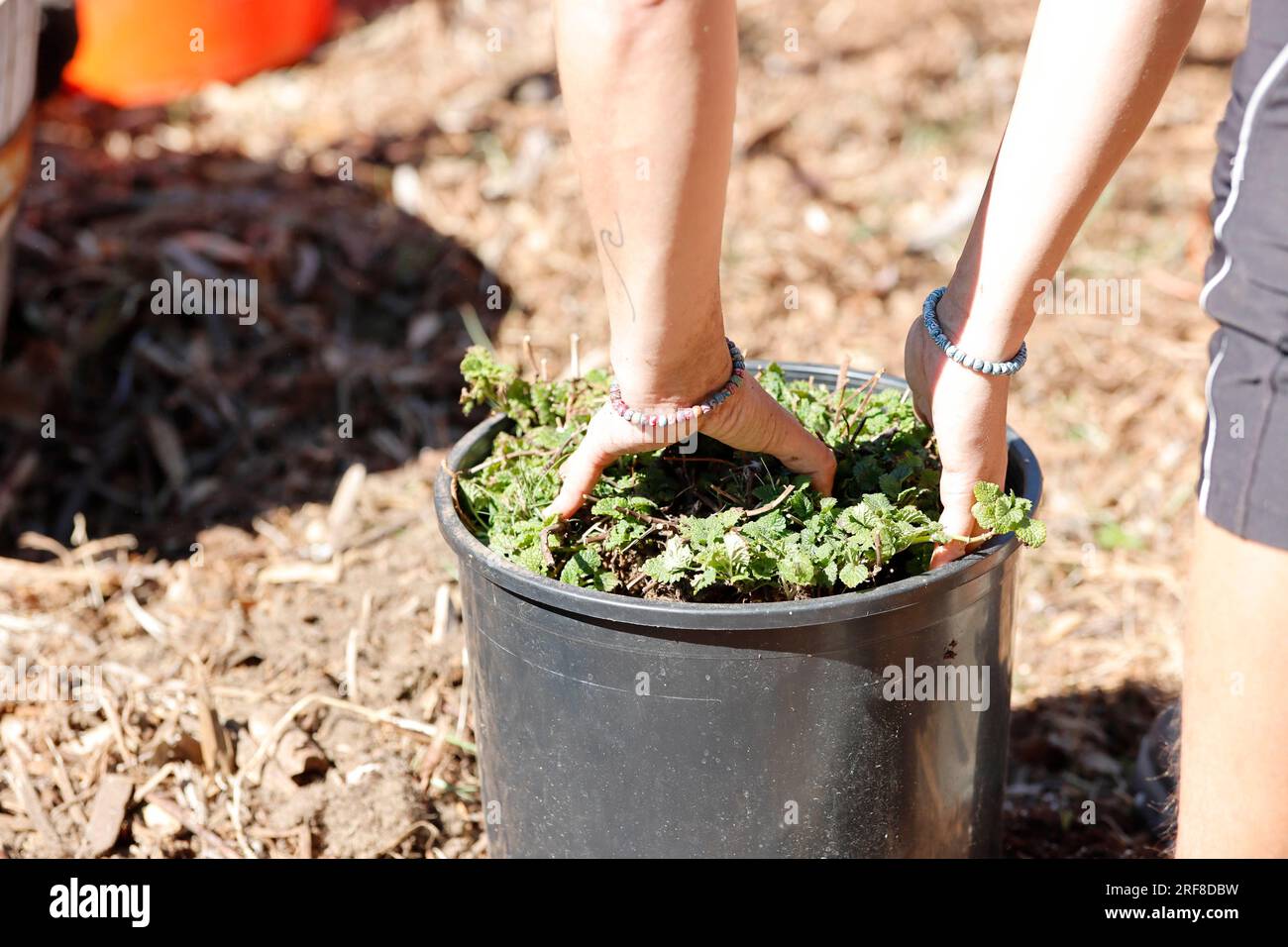 Il co-fondatore della SSOW Collective Madison Jaschke repots Lemon Balm ad Arleta, California, il 12 marzo 2022. Foto di Raquel G. Frohlich. Foto Stock