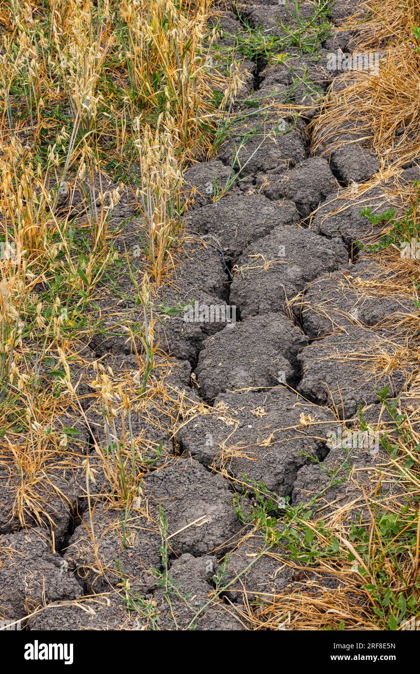 Ritratto che mostra crepe e fessure nel terreno in un campo appassito di avena causano il fallimento del raccolto durante la crisi climatica, Germania Foto Stock