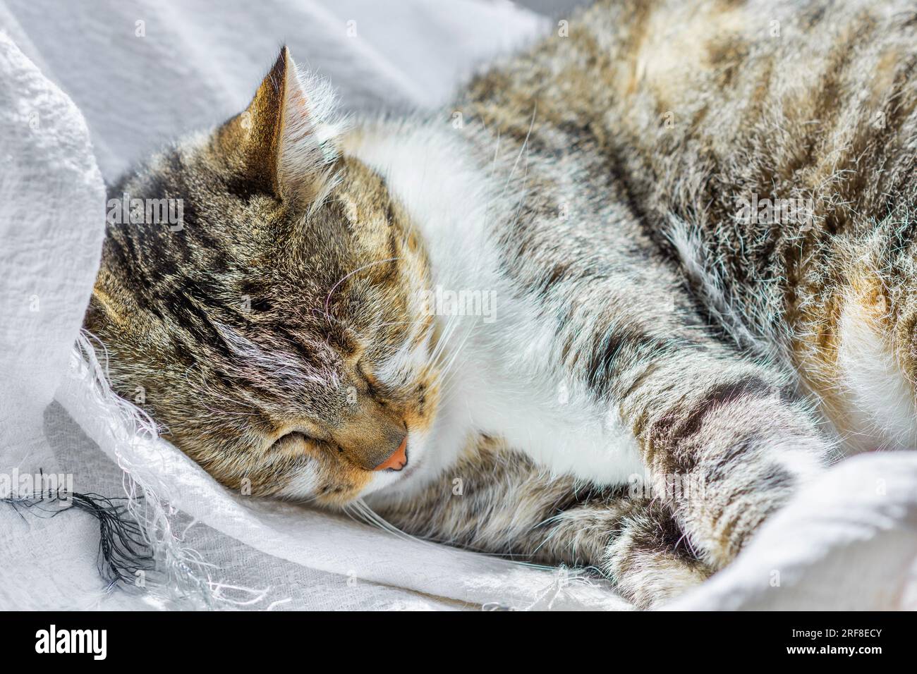 Tabby Cat dorme su un panno bianco. Foto Stock