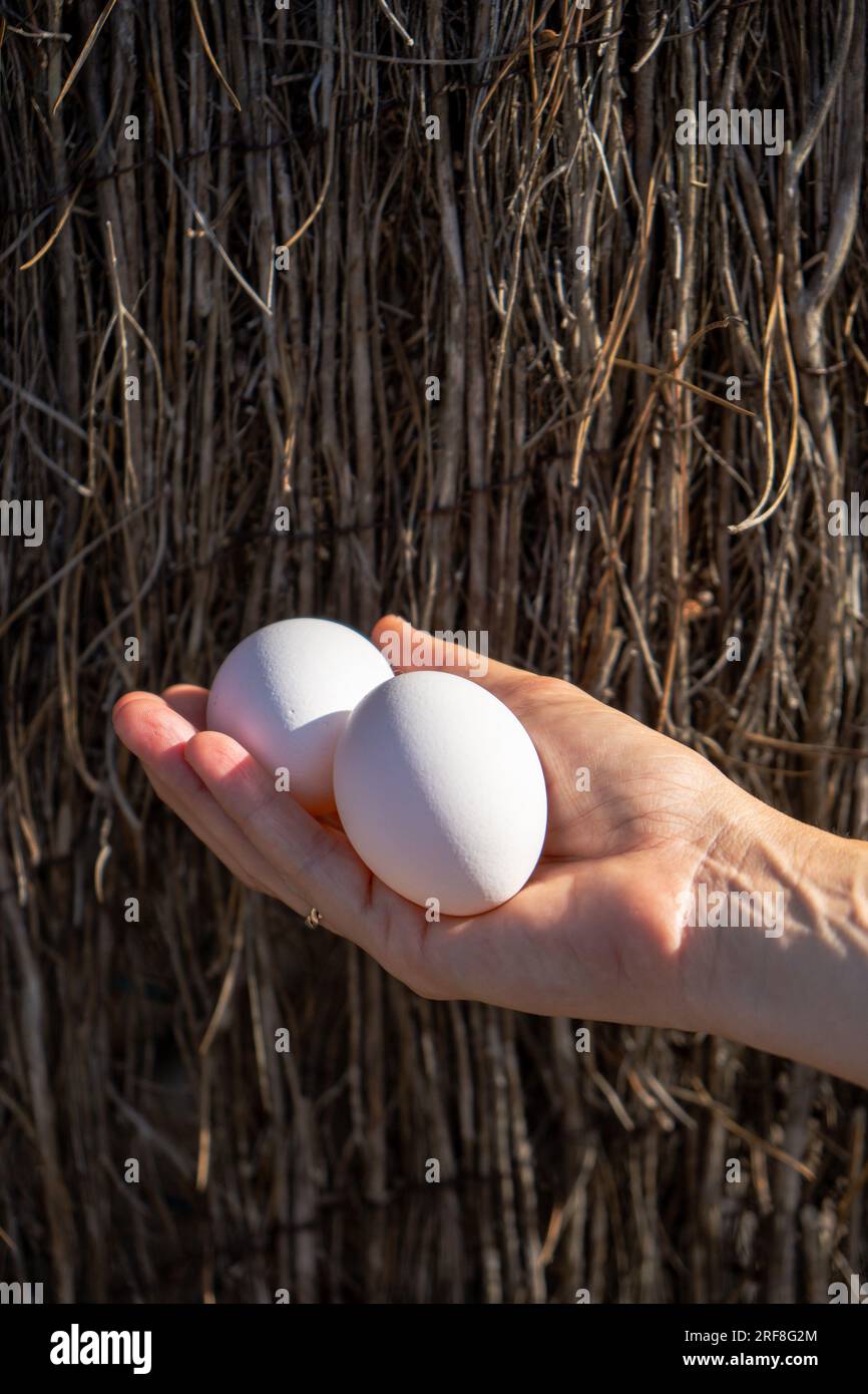 La mano di una donna che tiene con la mano destra due uova bianche appena catturate da un pollaio di una fattoria ecologica e rispettosa degli animali e un Foto Stock