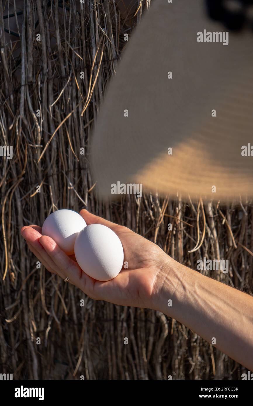 La mano di una donna che tiene con la mano destra due uova bianche appena catturate da un pollaio di una fattoria ecologica e rispettosa degli animali. Defoc Foto Stock