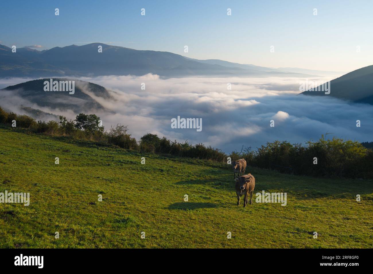 Un prato di montagna con mucche al pascolo e un mare di ​​clouds sottostante. Un prado de montaña con vacas pastando y por debajo se ve un mar de nubes. Foto Stock