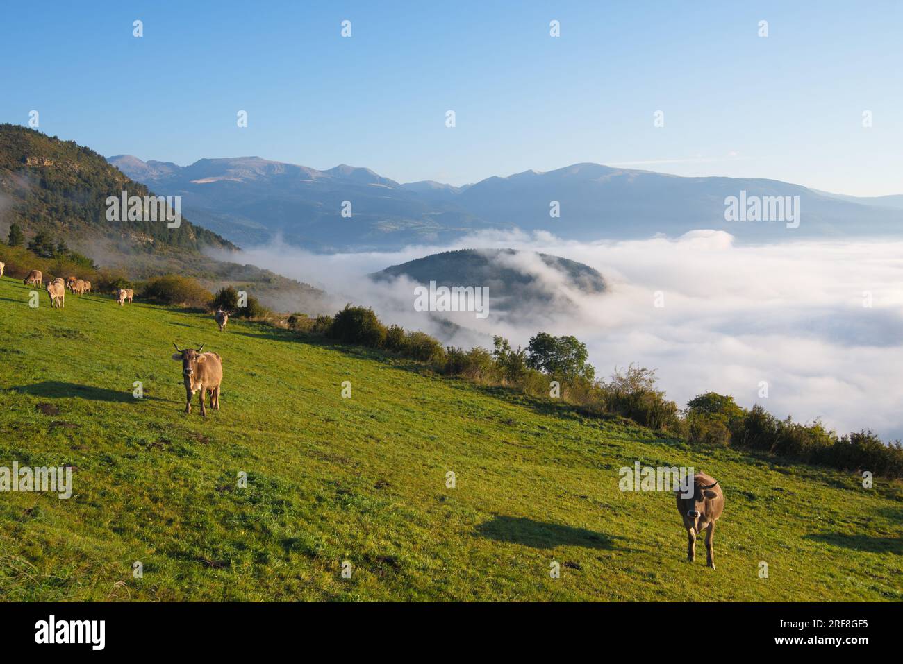 Un prato di montagna con mucche al pascolo e un mare di ​​clouds sottostante. Un prado de montaña con vacas pastando y por debajo se ve un mar de nubes. Foto Stock