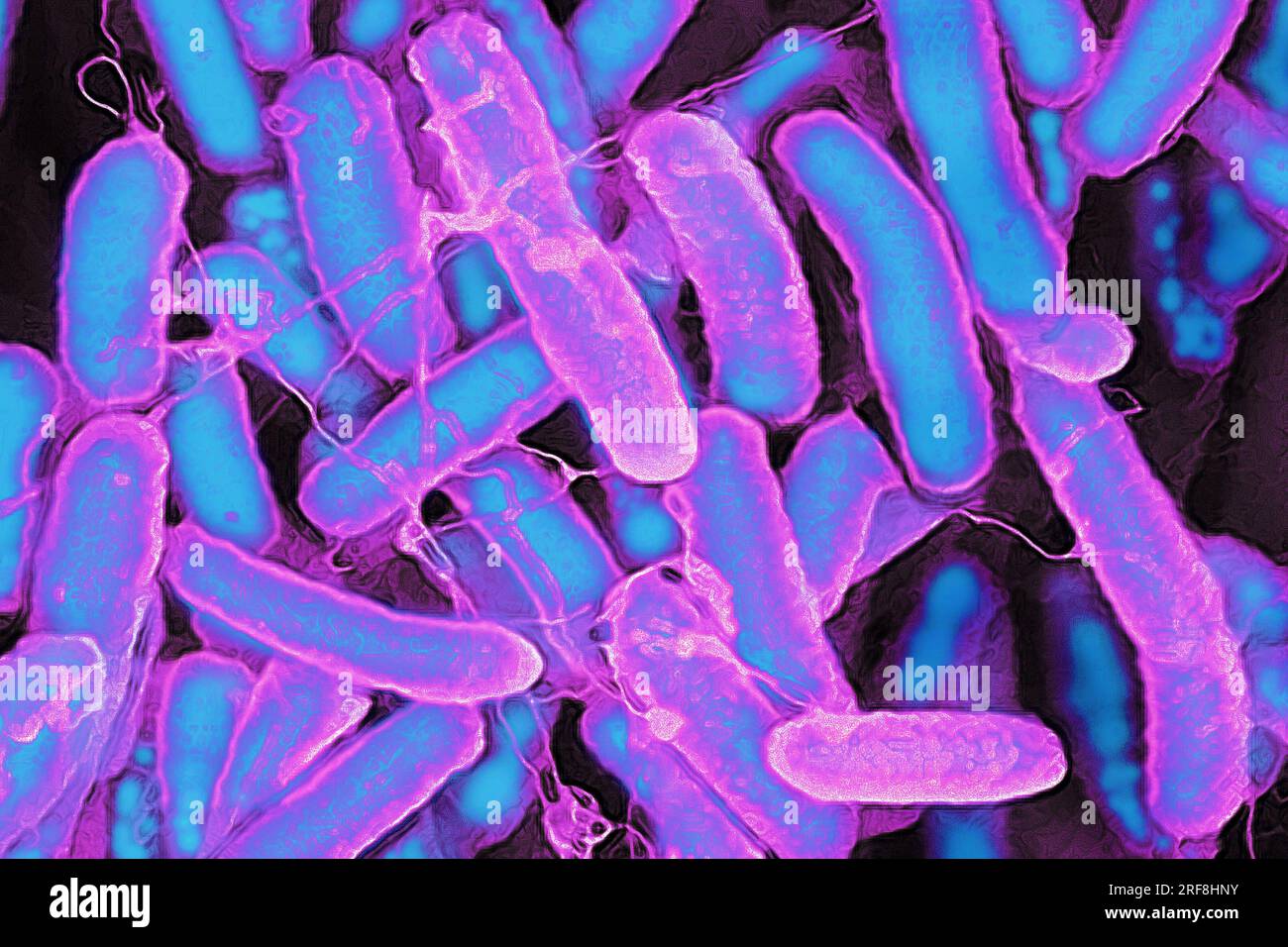 Escherichia coli (batteri intestinali che risiedono nel tratto digerente dell'uomo e degli animali a sangue caldo, è la causa dell'intossicazione alimentare. Foto Stock