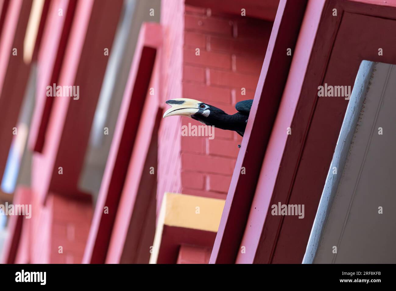 Un maschio adulto Oriental Pied Hornbill si trova su una sporgenza di un muro esterno in una proprietà immobiliare pubblica, Singapore Foto Stock