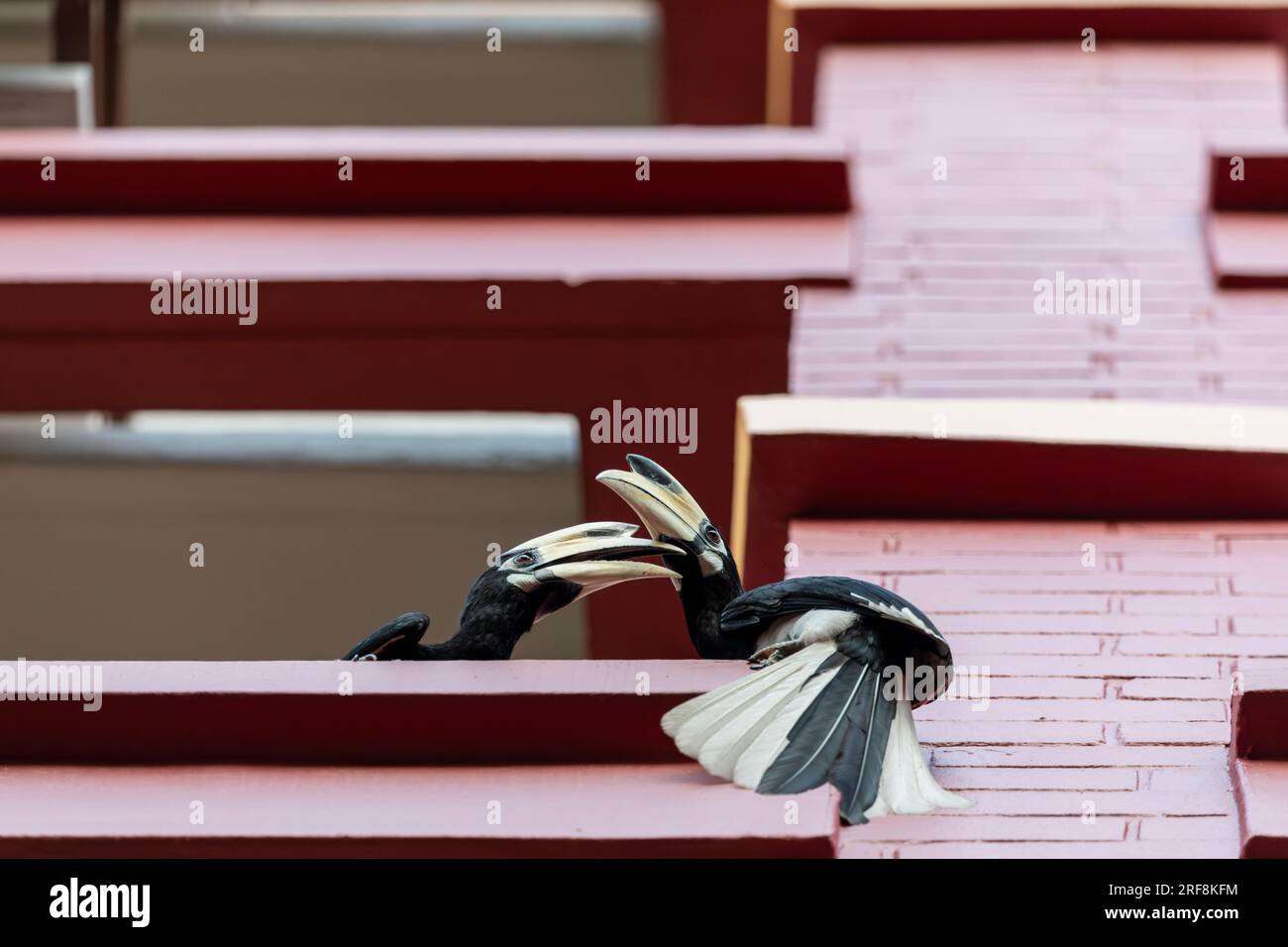 Due uomini adulti Oriental Pied Hornbills giocano su una sporgenza di un muro esterno in una tenuta residenziale pubblica, Singapore Foto Stock