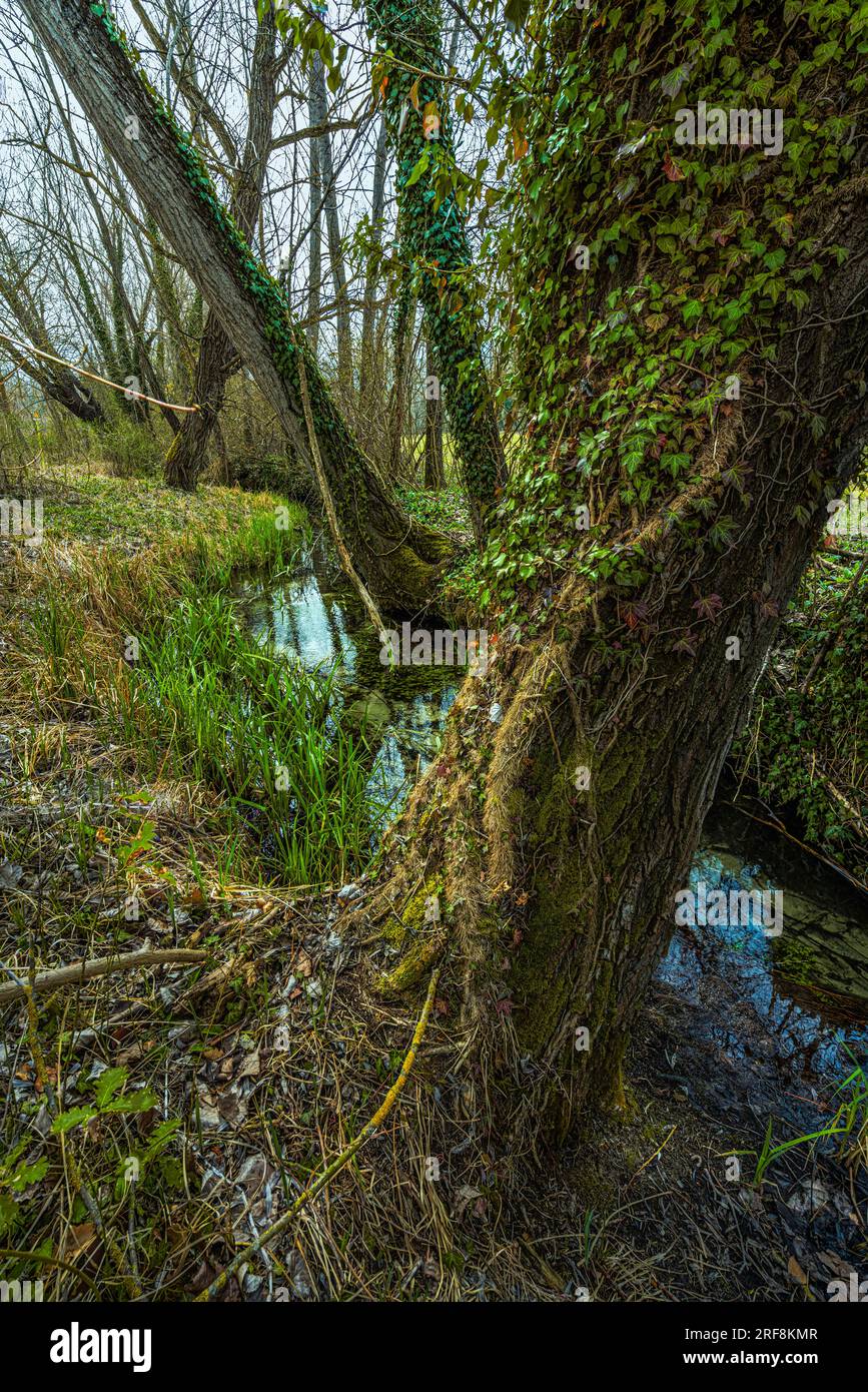 il flusso di acqua limpida scorre lentamente attraverso la vegetazione Foto Stock