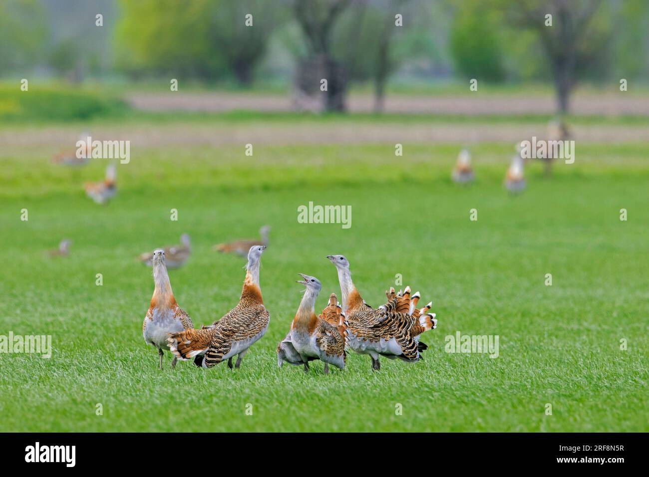 Grandi starde (Otis tarda), gregge di maschi / cazzi in terreni agricoli /  campi in primavera in Burgenland, Austria Foto stock - Alamy