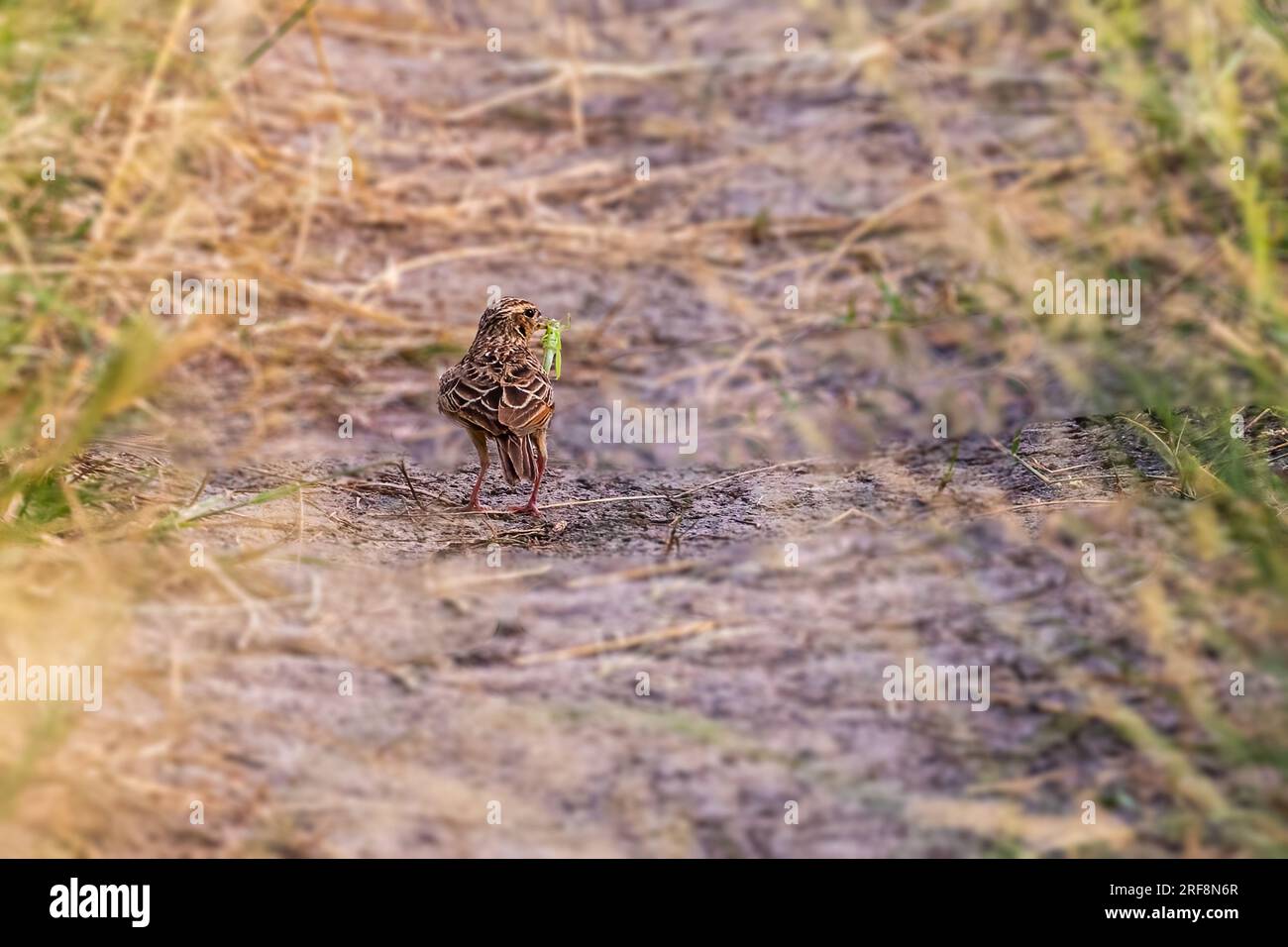 Un Bush Lark con la cavalletta in bocca Foto Stock