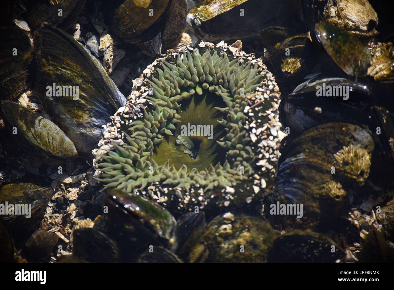 Un solo Green Surf Anemone protetto da conchiglie rotte si alimenta durante la bassa marea. Foto Stock