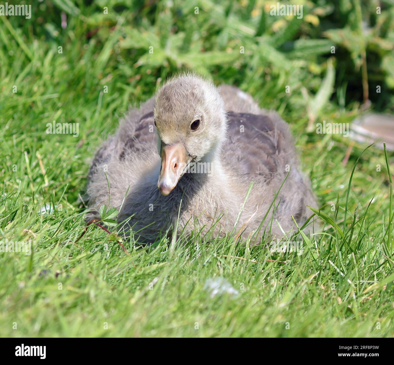 A Greylag Goose gosling (Anser anser) Foto Stock