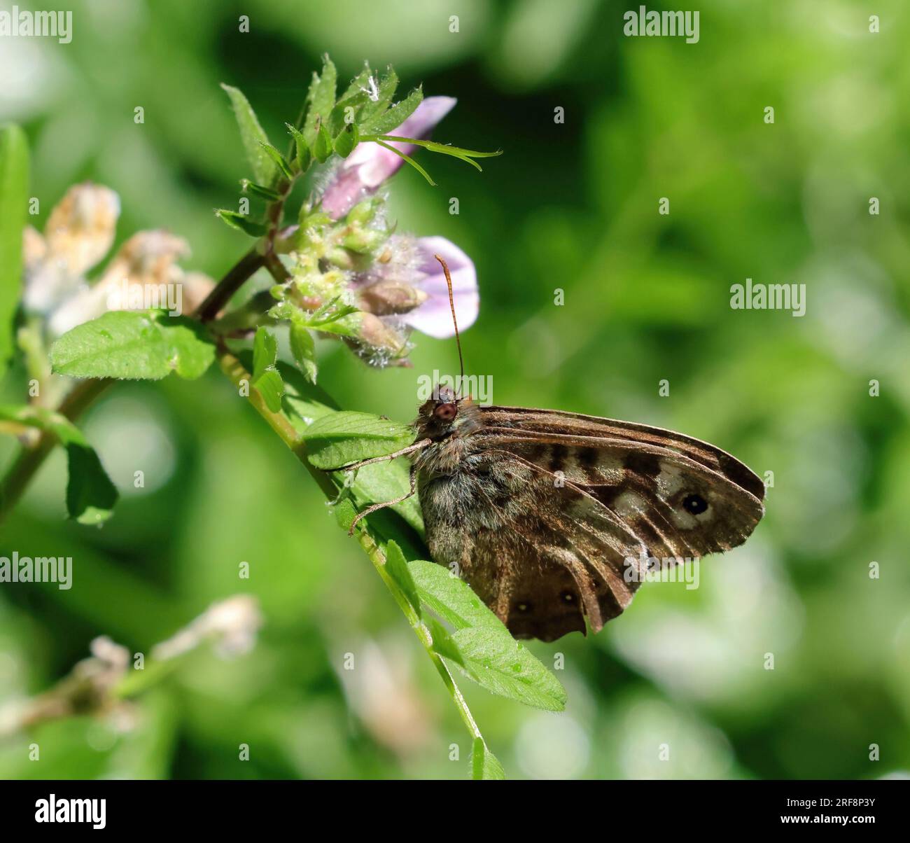 Una farfalla di legno con macchie (Pararge aegeria) Foto Stock