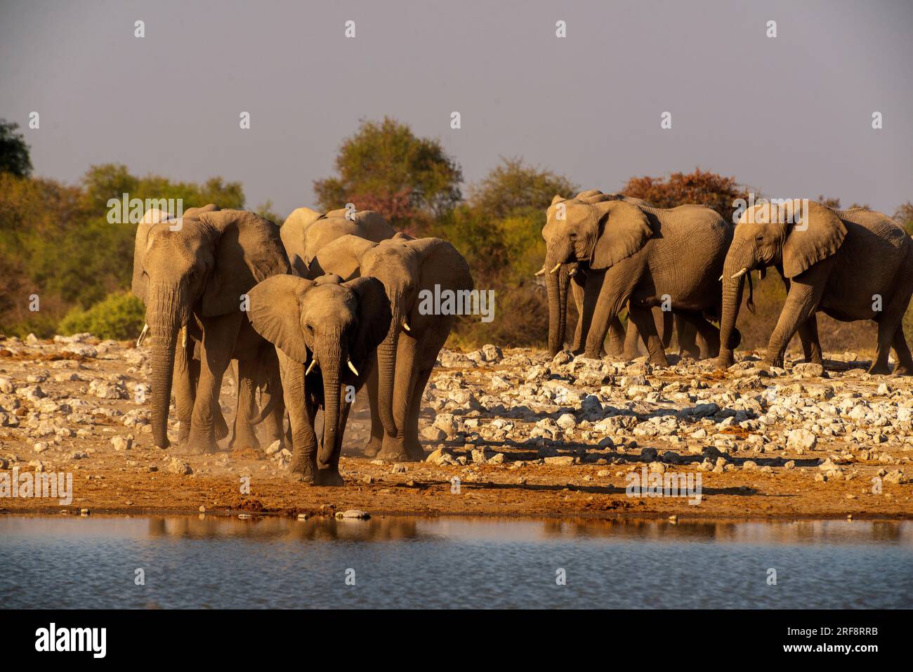 Sottobicchiere con mandria di elefanti, safari, africa, zoo, animale