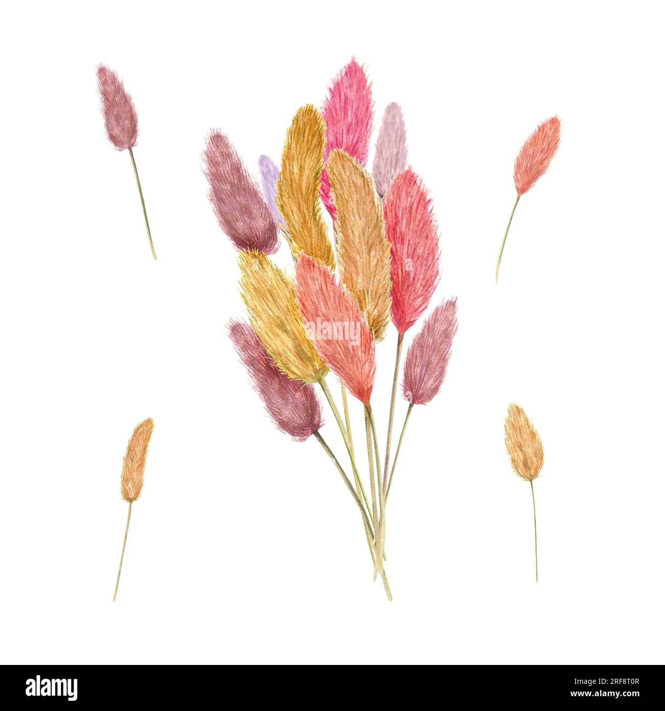 Bouquet di lagurus colorato. Piante secche soffici isolate su fondo bianco. Erba di coda di coniglio. Composizione nei colori autunnali. Illustrazione acquerello Foto Stock