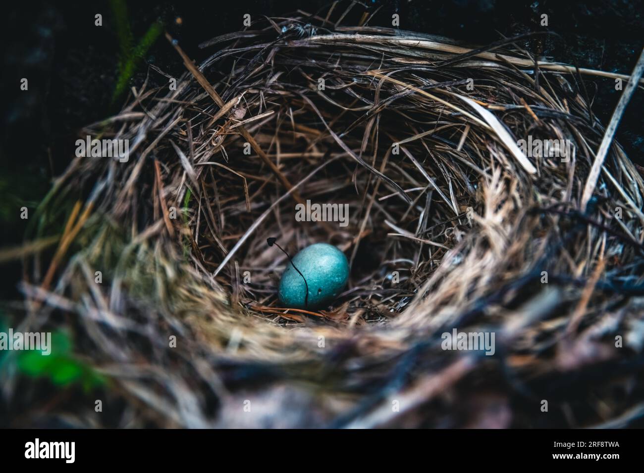 Uovo di mughetto blu nel nido Foto Stock