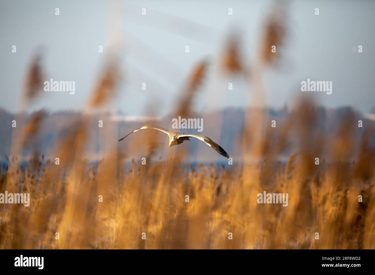 Uccelli che volano nella natura, fotografia di sfondi desktop Foto Stock